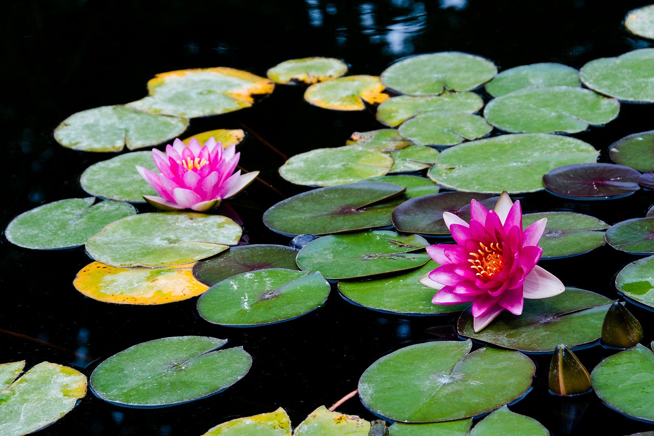 water lotus aquatic plant free photo