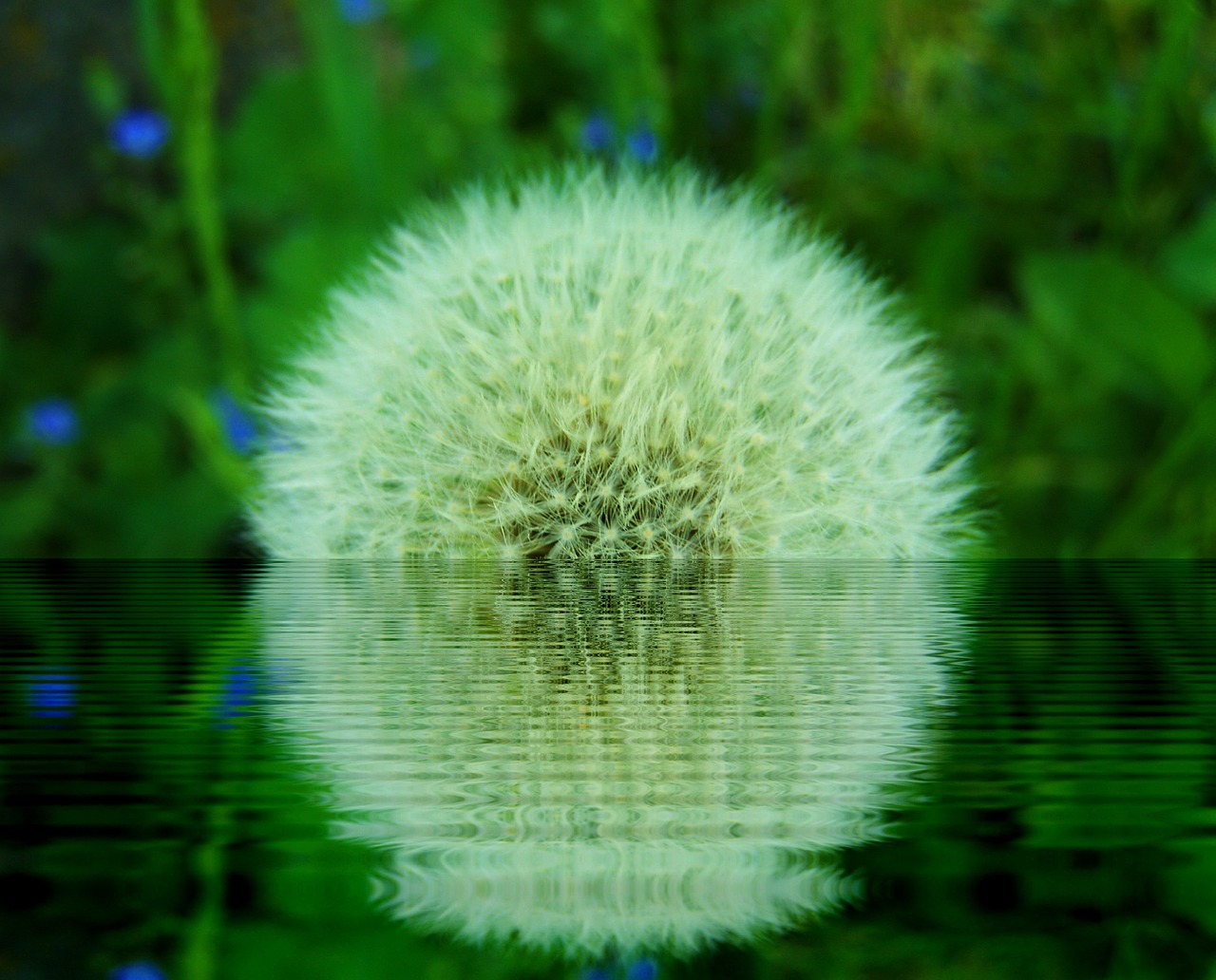 water reflection green free photo