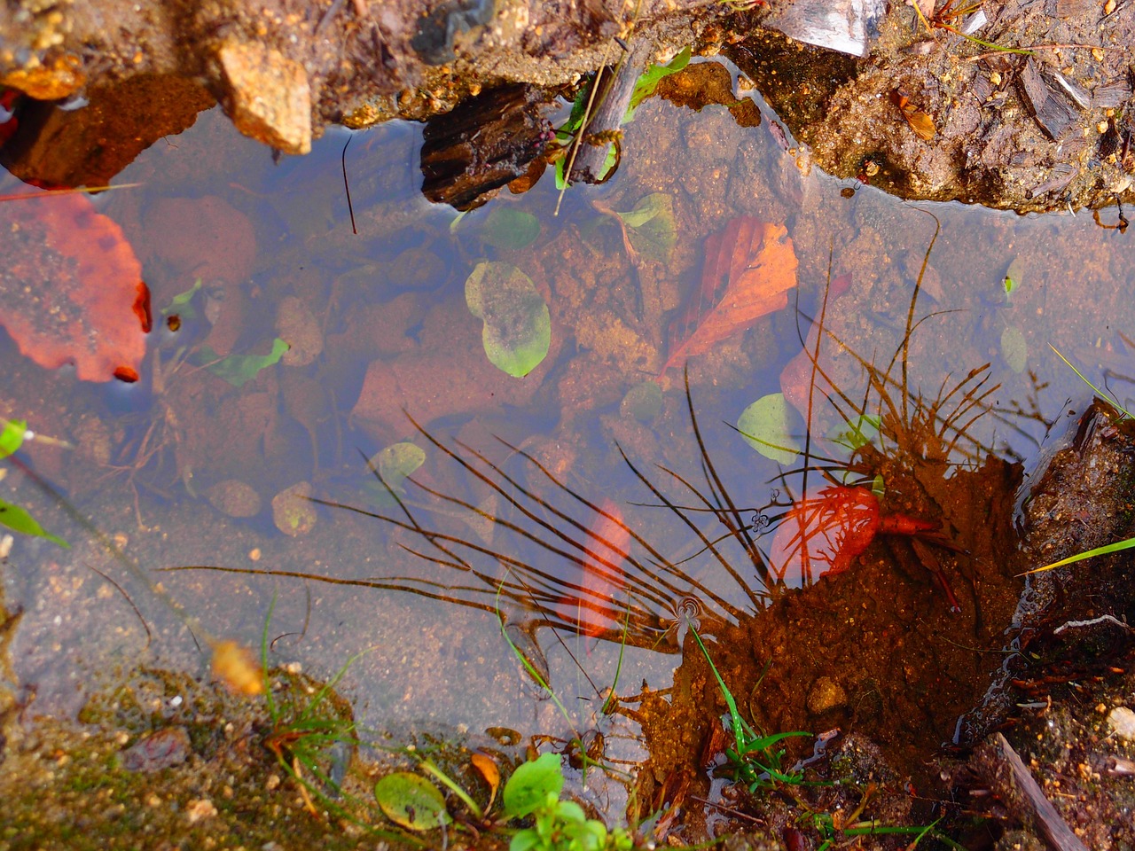 water pool spring free photo