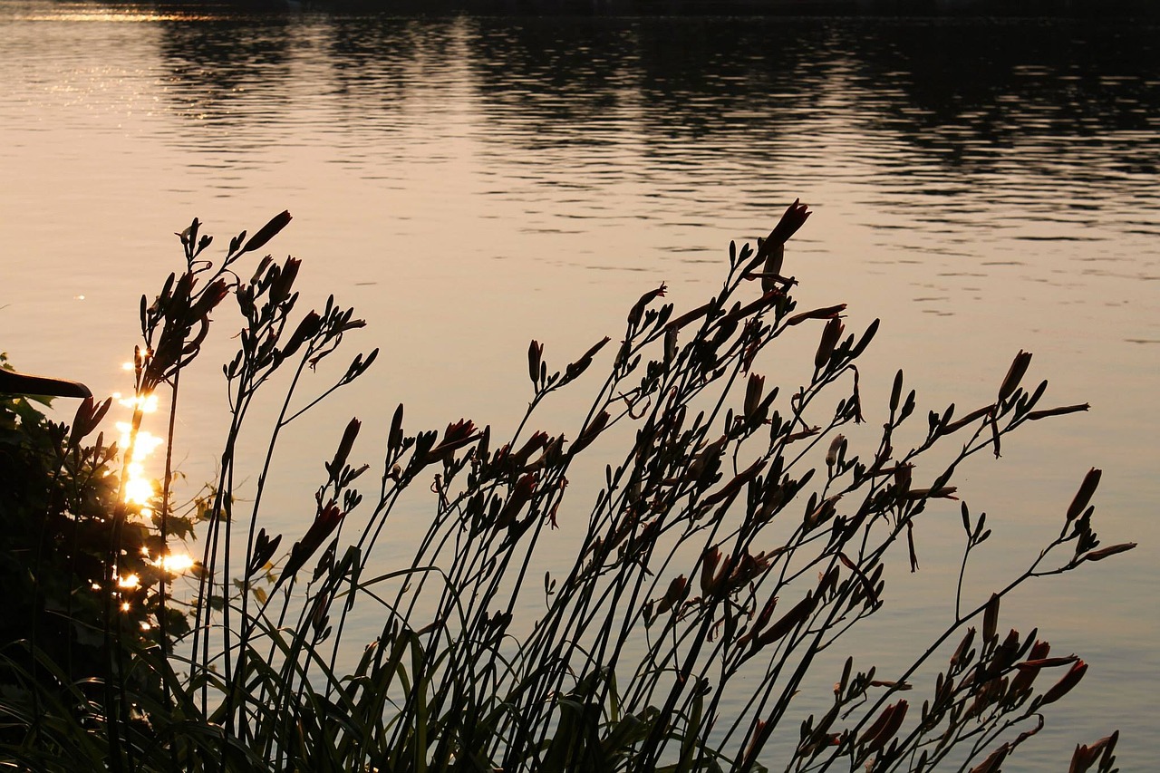 water pond sun free photo