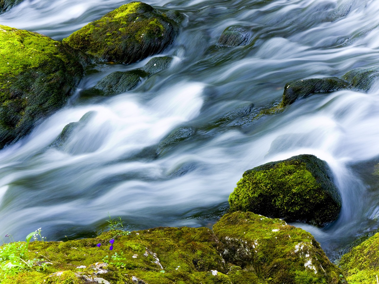 water moss river free photo
