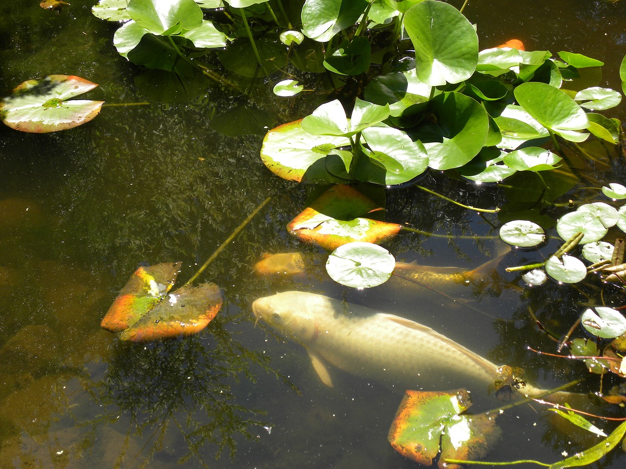 water fish koi free photo