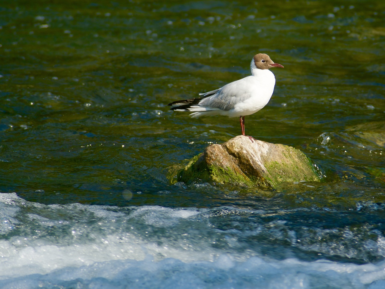 water stone bird free photo