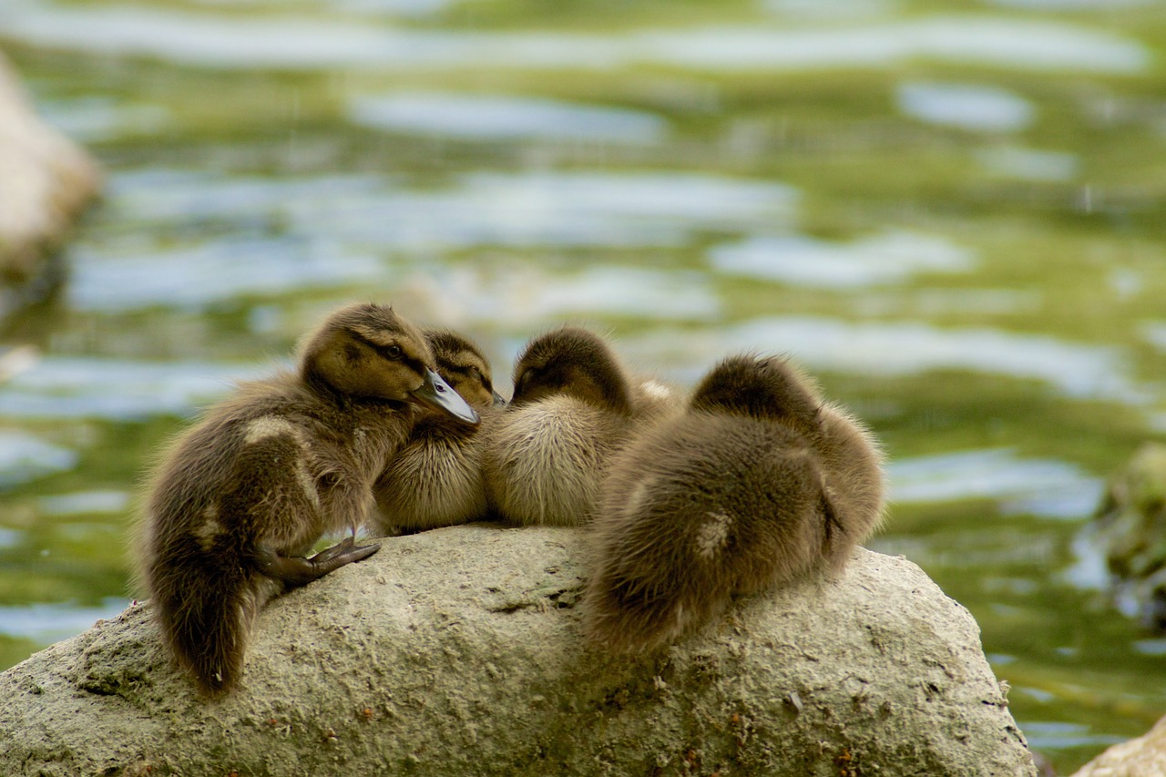 water stone waterfowl free photo