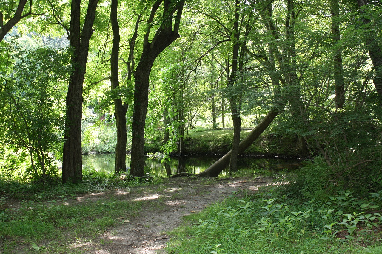 water forest tree free photo