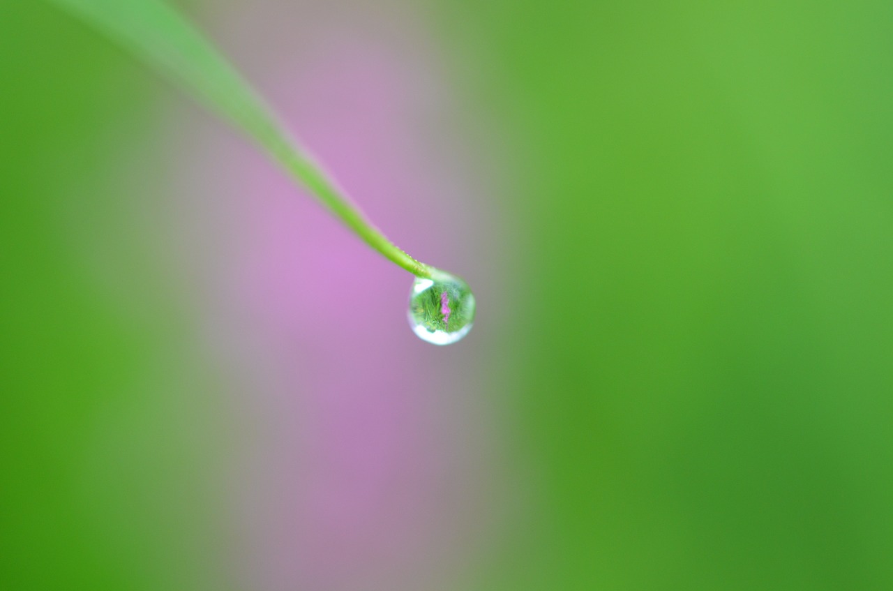 water drop rain free photo