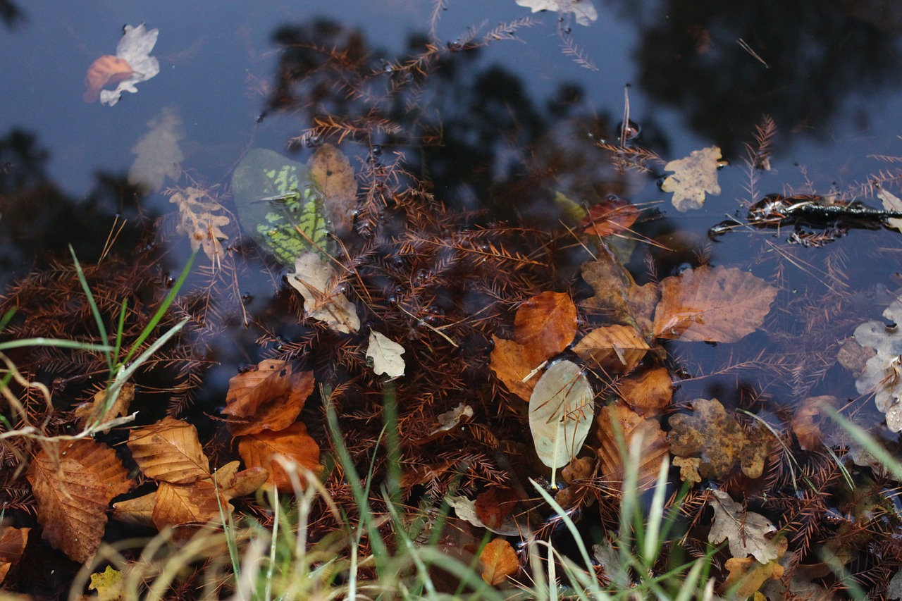 water leaves reflection free photo