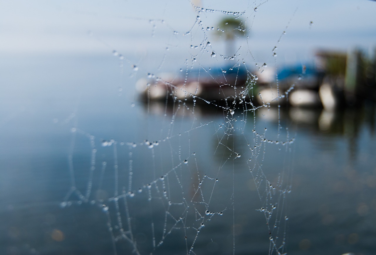 cobweb dewdrop water free photo