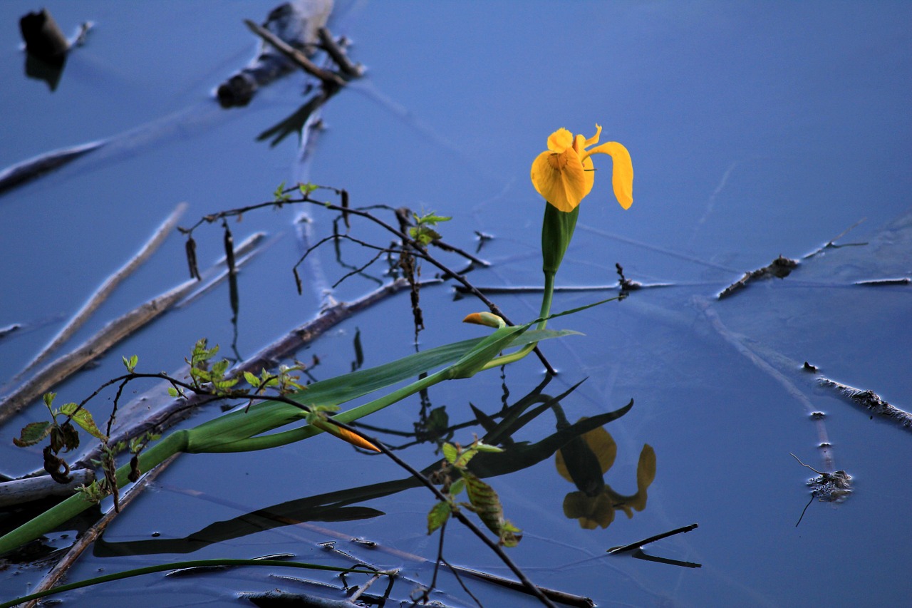 water reflection flower free photo