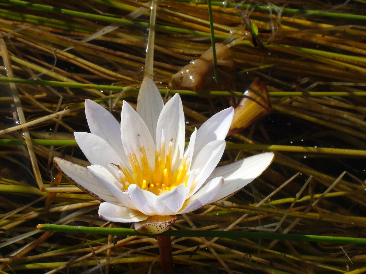 water lily flower free photo