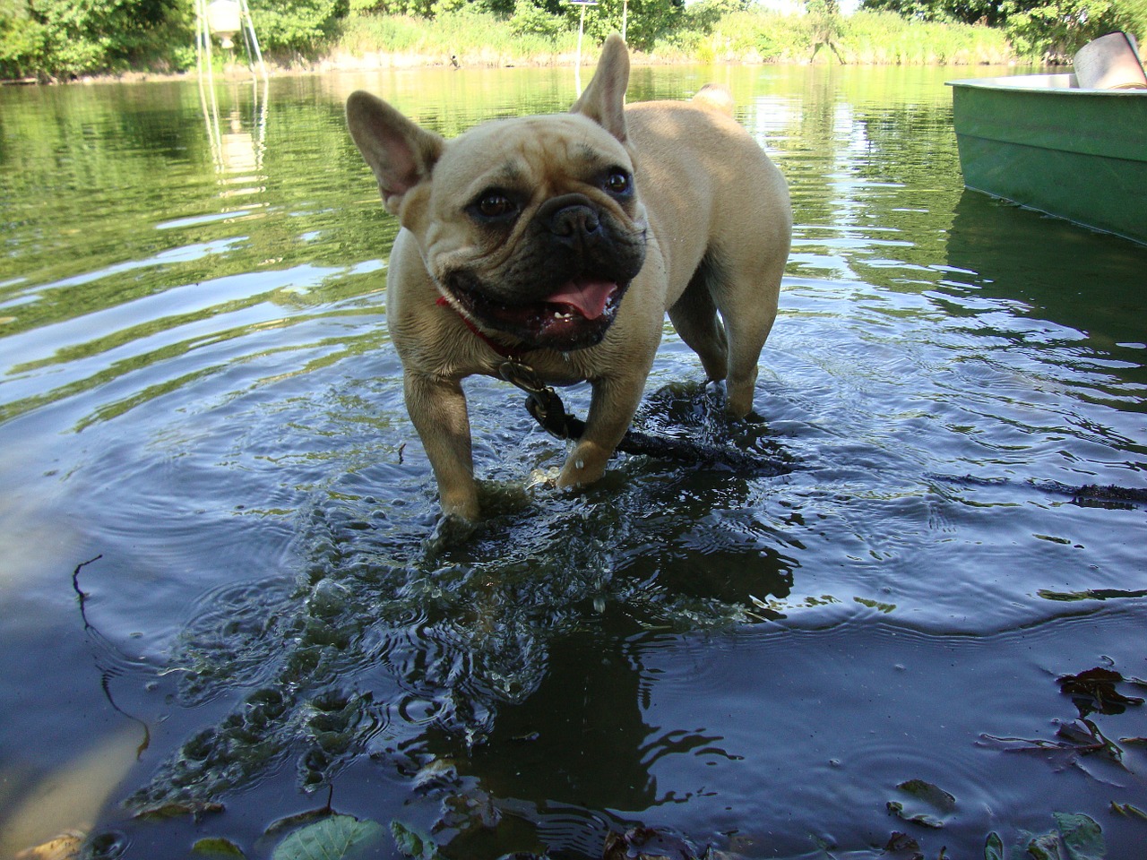 water dog summer free photo