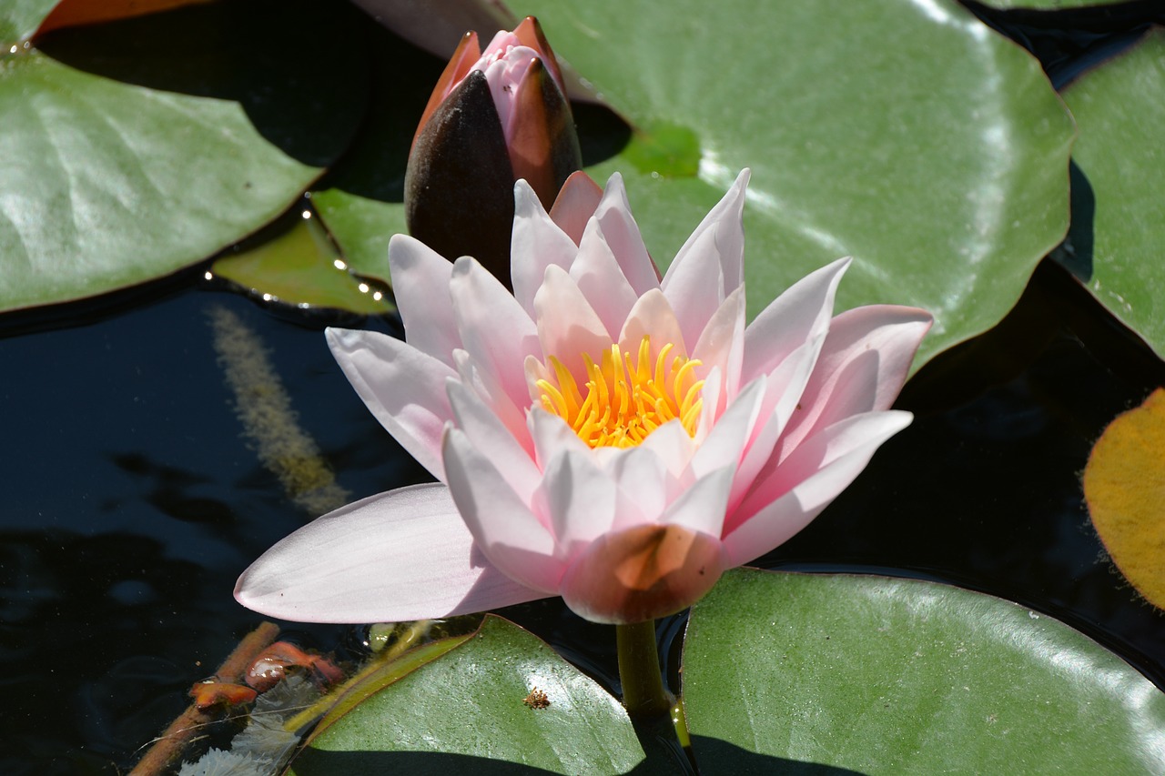 water lake flower free photo