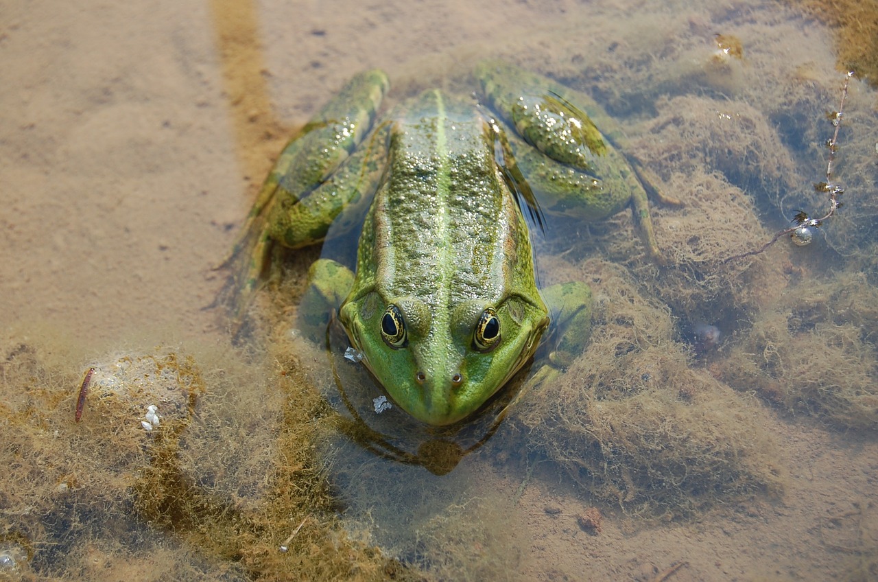 frog water nature free photo