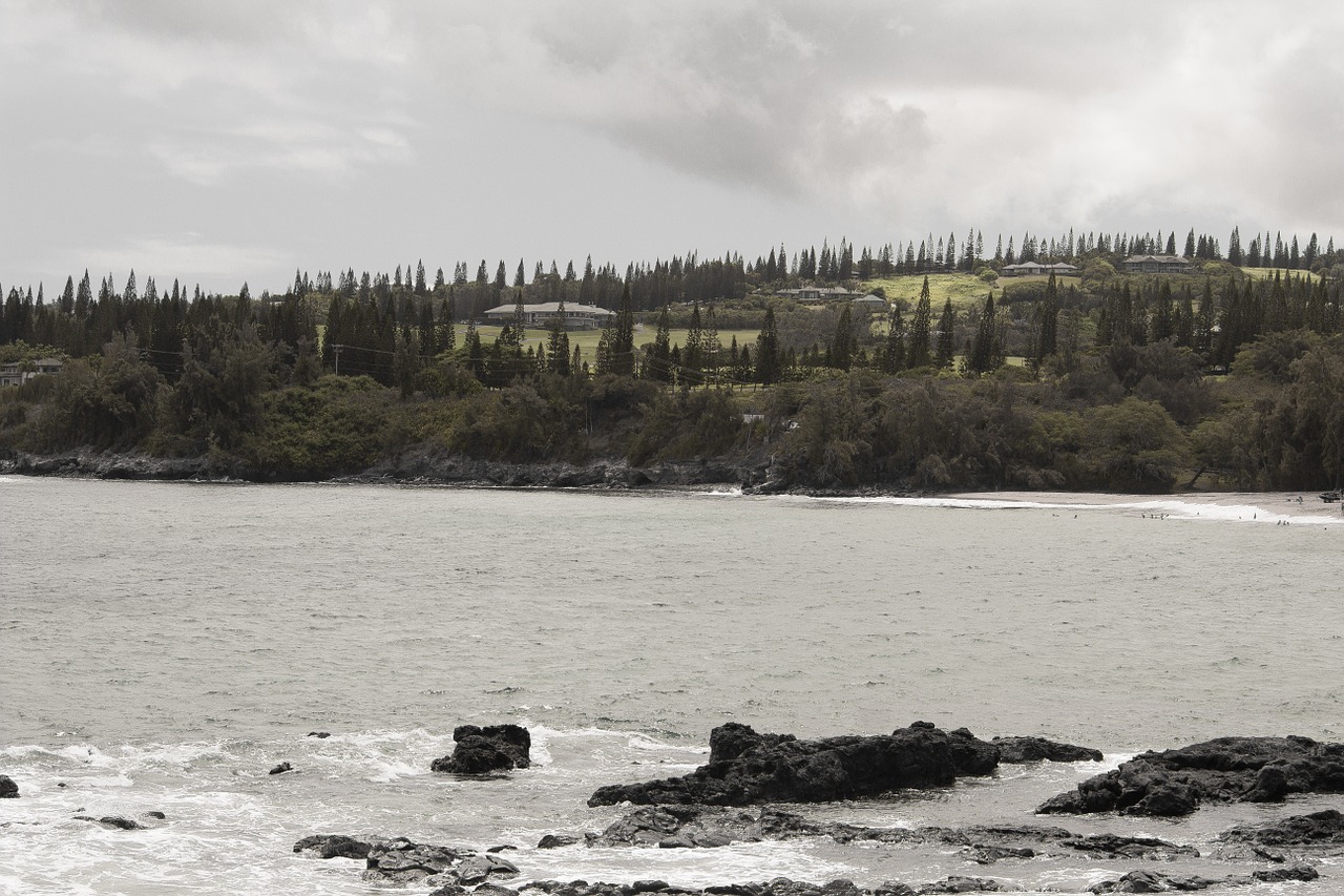 water sea trees free photo