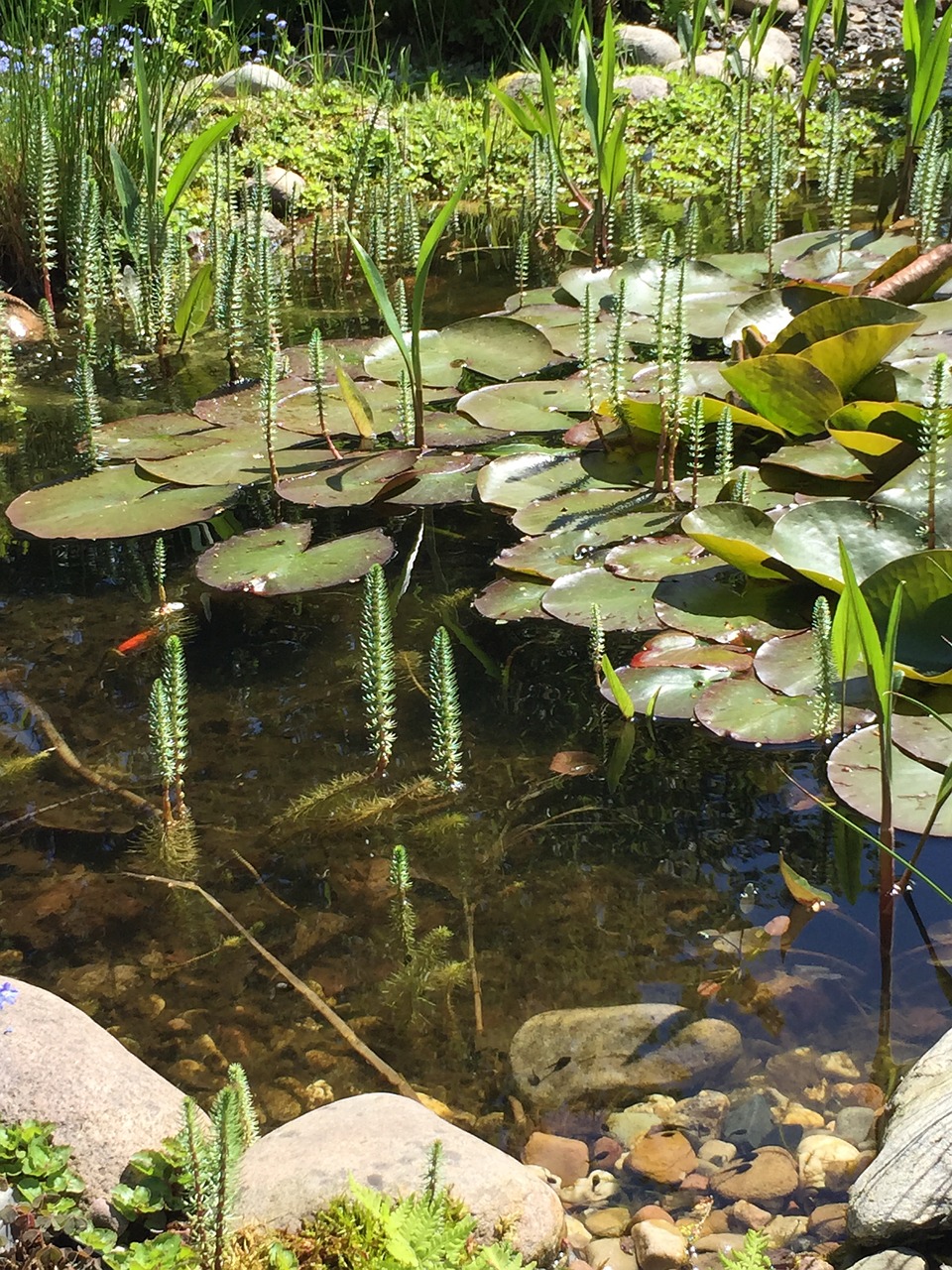 water garden aquatic plant free photo