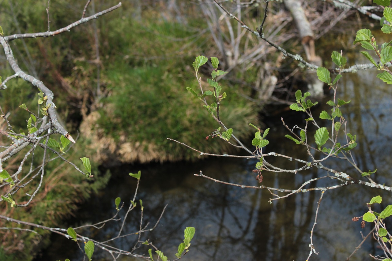 water ribeiro park free photo