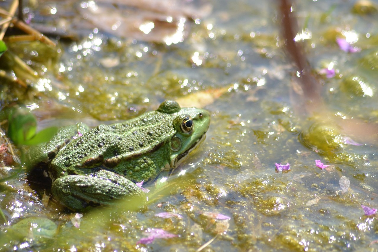 frog water pond free photo