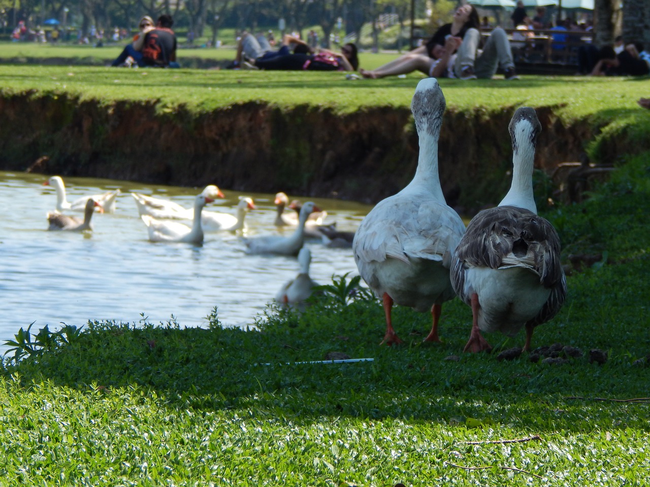 water ducks lake free photo