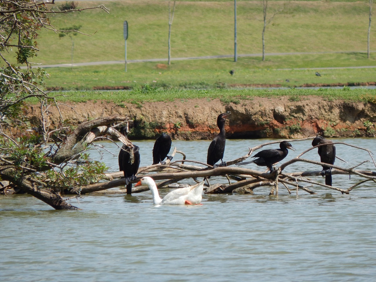 water bird tree free photo