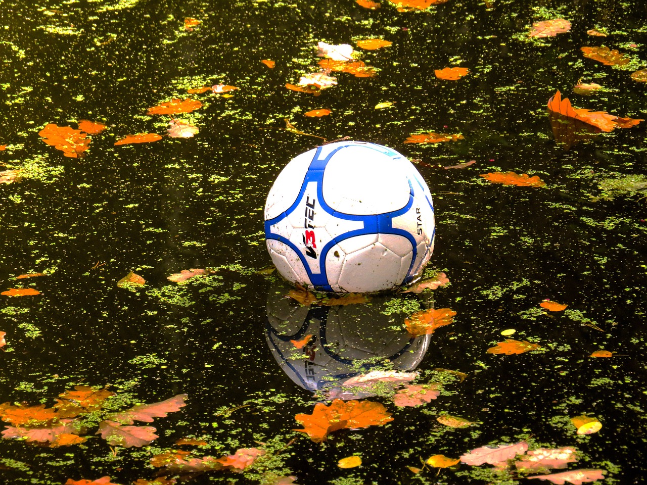 water ball water polo free photo