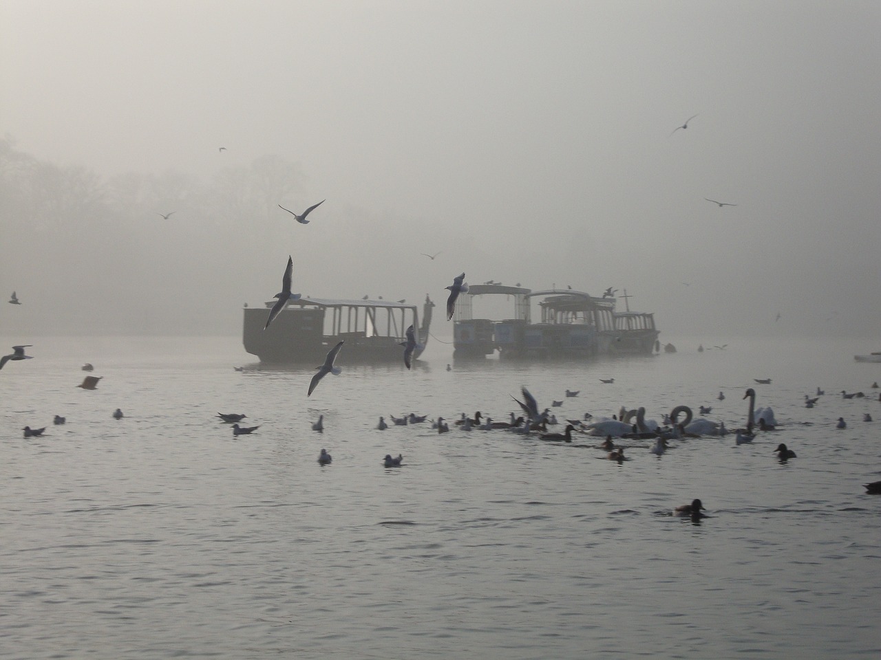 water the fog birds free photo