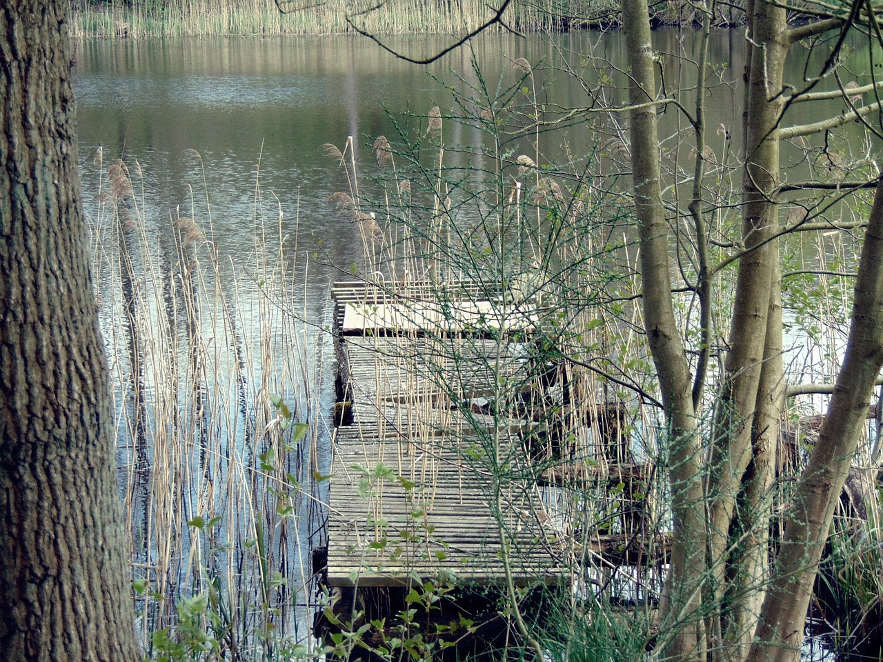 water web lake free photo