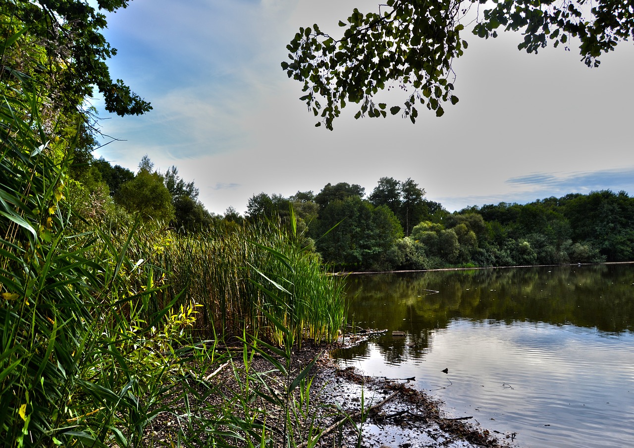 water pond plants free photo