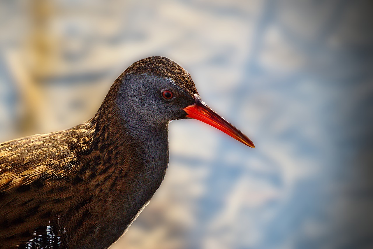 water all  bird  lake free photo