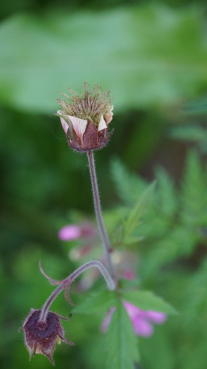 water avens wildflowers modest-looking free photo