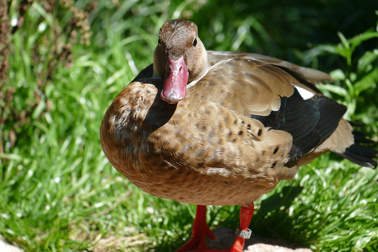 water bird duck mallard free photo