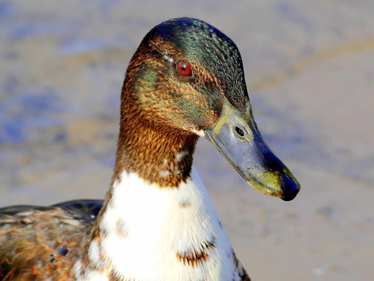water bird duck drake free photo