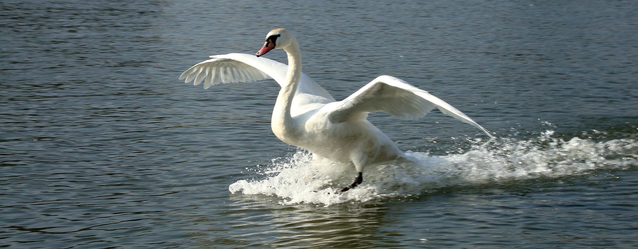 water bird animal wild birds free photo