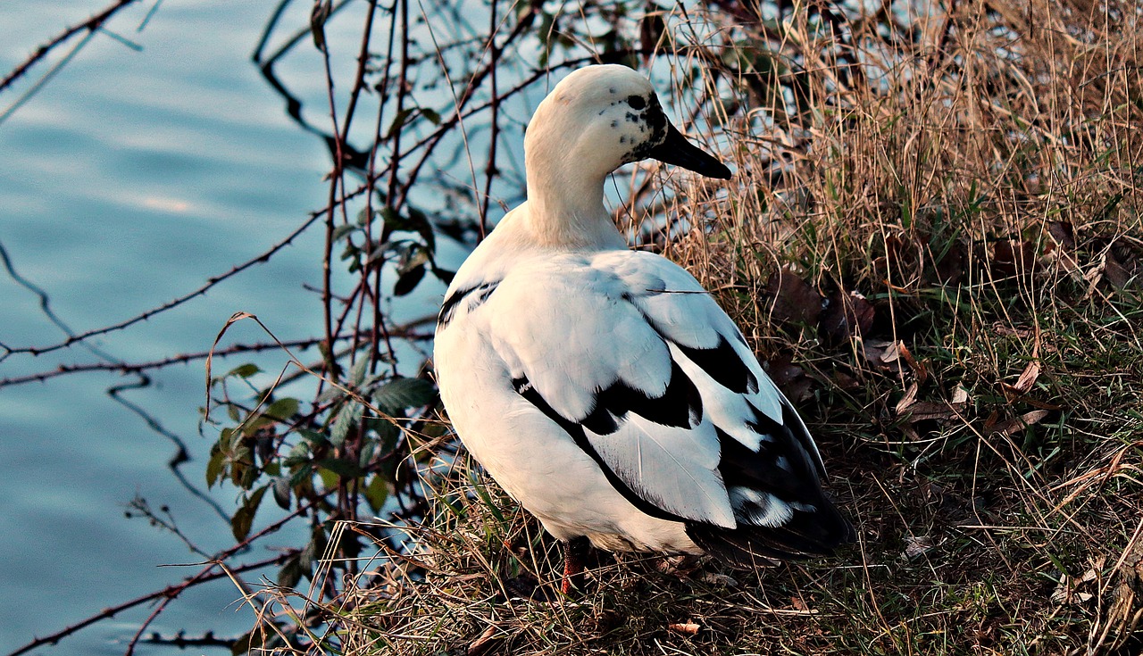 water bird duck duck bird free photo