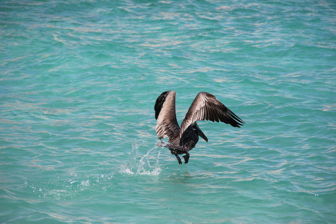 water bird pelikan bird free photo