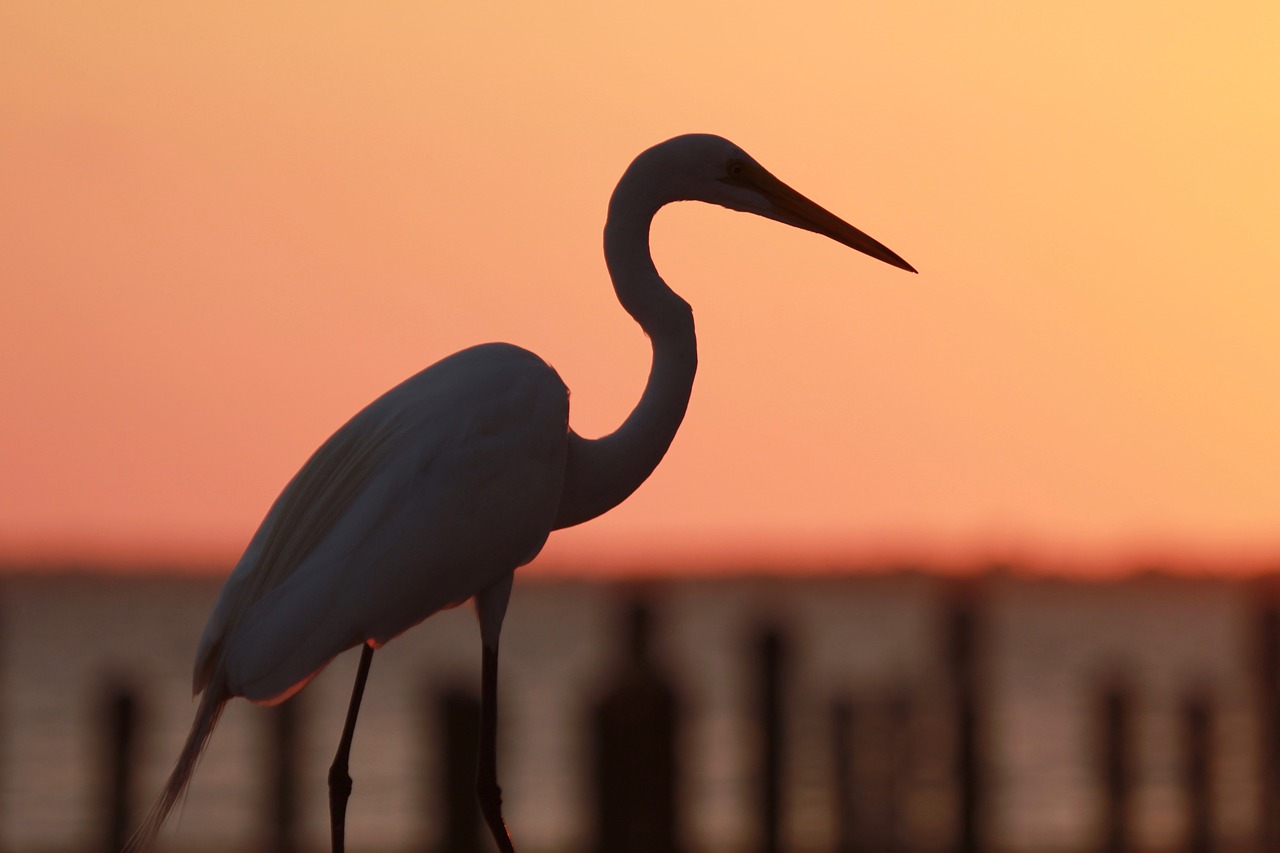 water bird afterglow sunset free photo