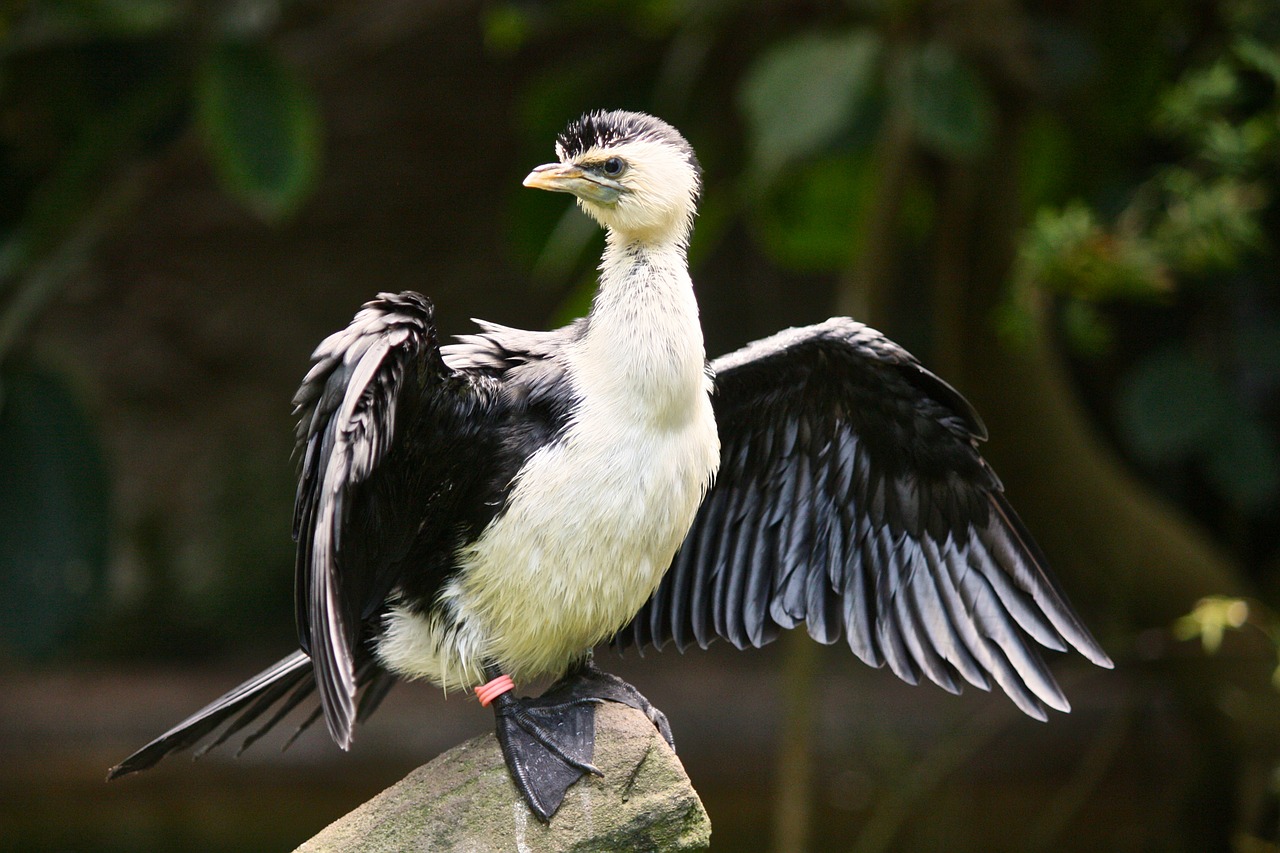 water bird bird animal free photo