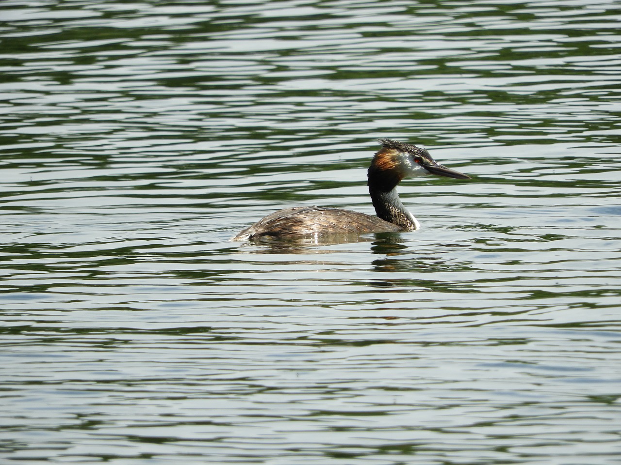 water bird divers nature free photo