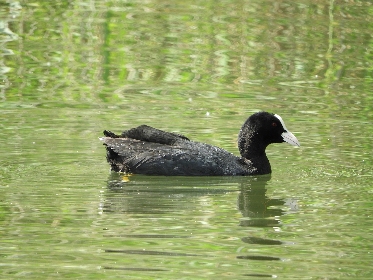 water bird lake nature free photo