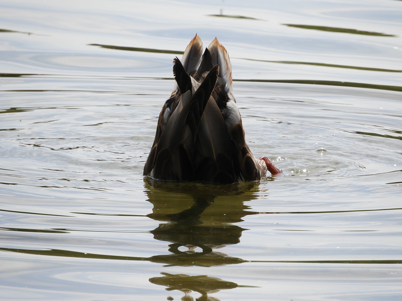 water bird diving water free photo