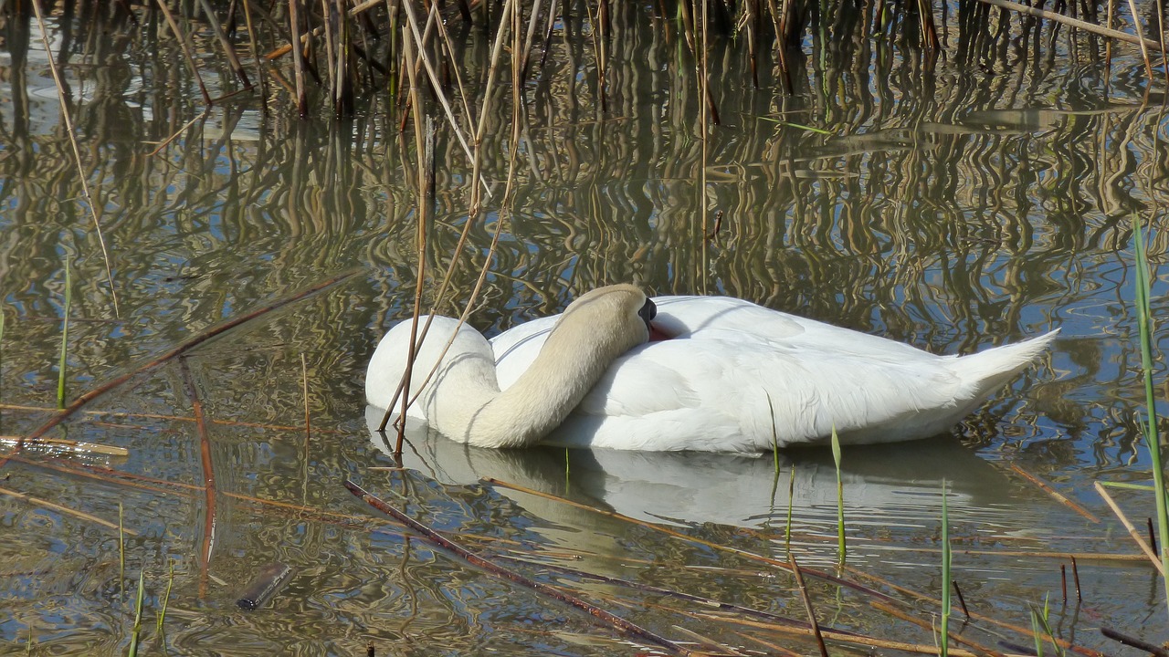 water bird lake idyll free photo