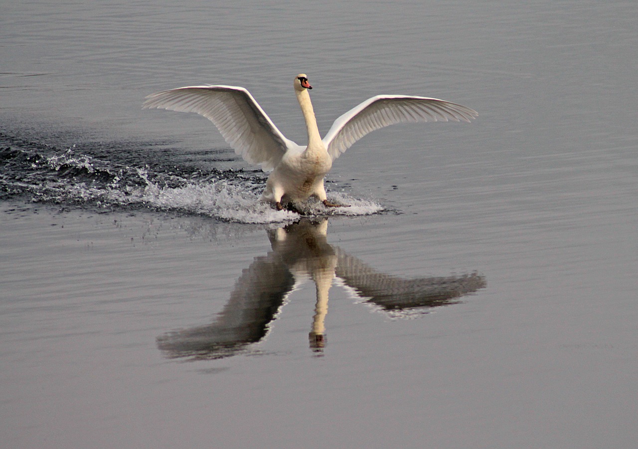 water bird swan lake free photo