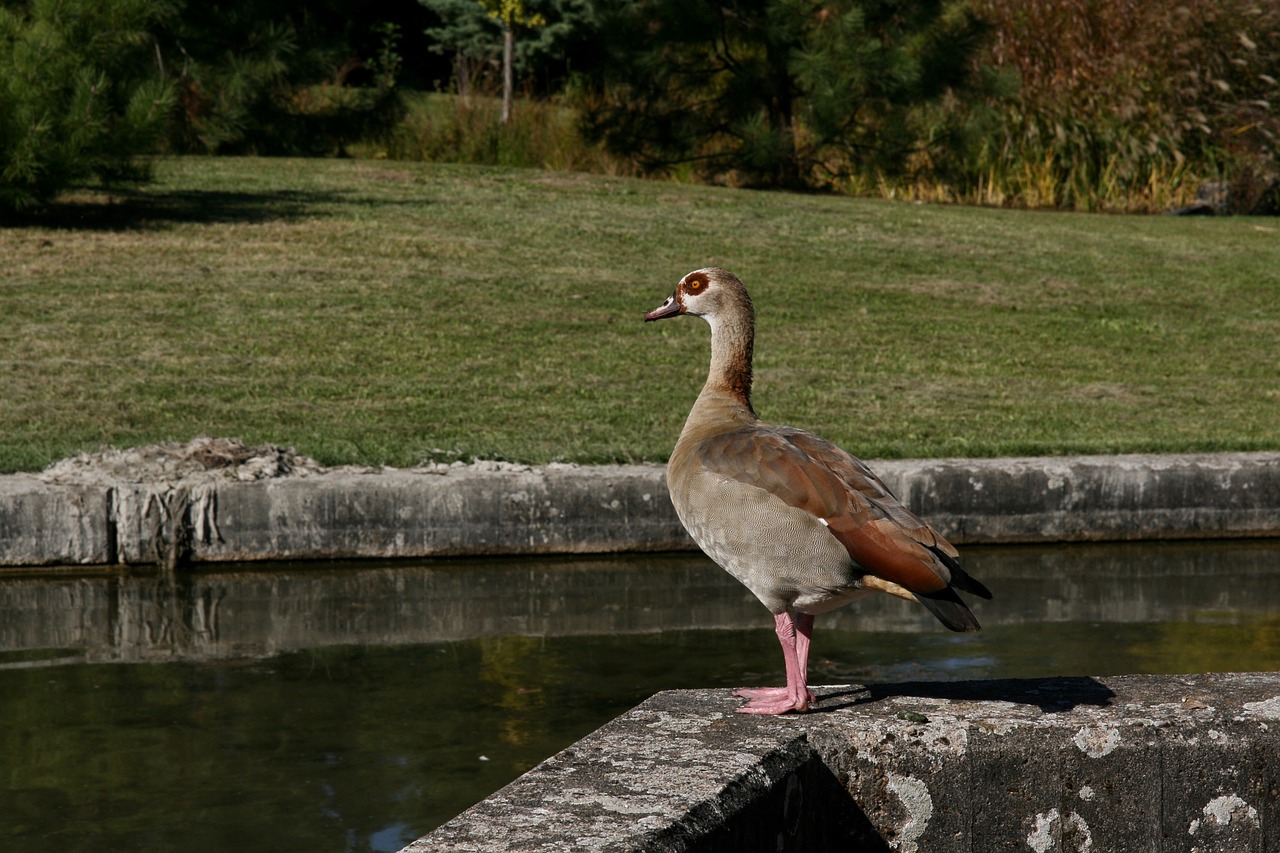 water bird  goose  nilgans free photo