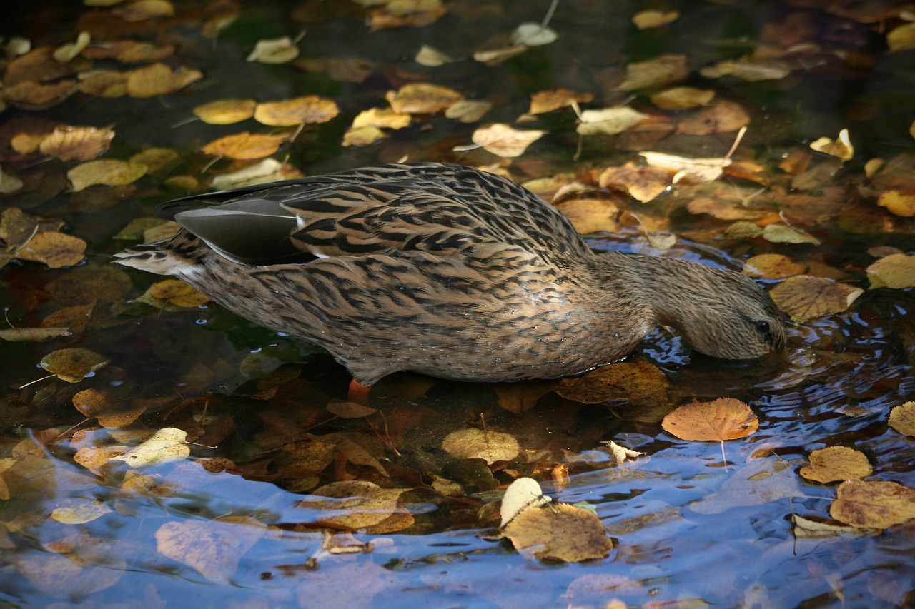 water bird  duck  mallard free photo