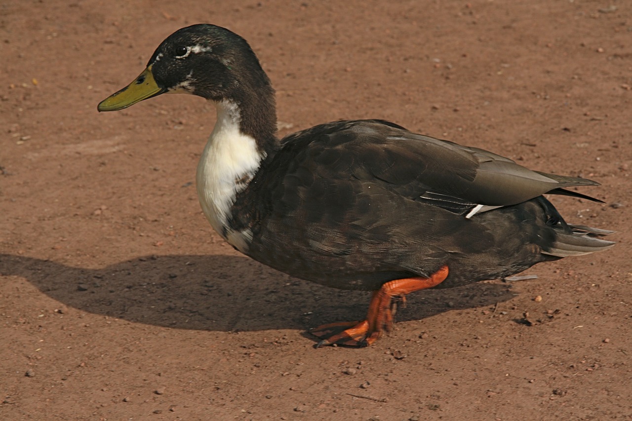 water bird  duck  plumage free photo