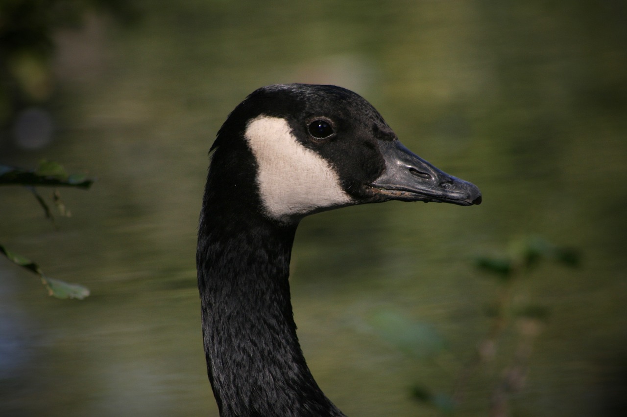 water bird  goose  canada goose free photo
