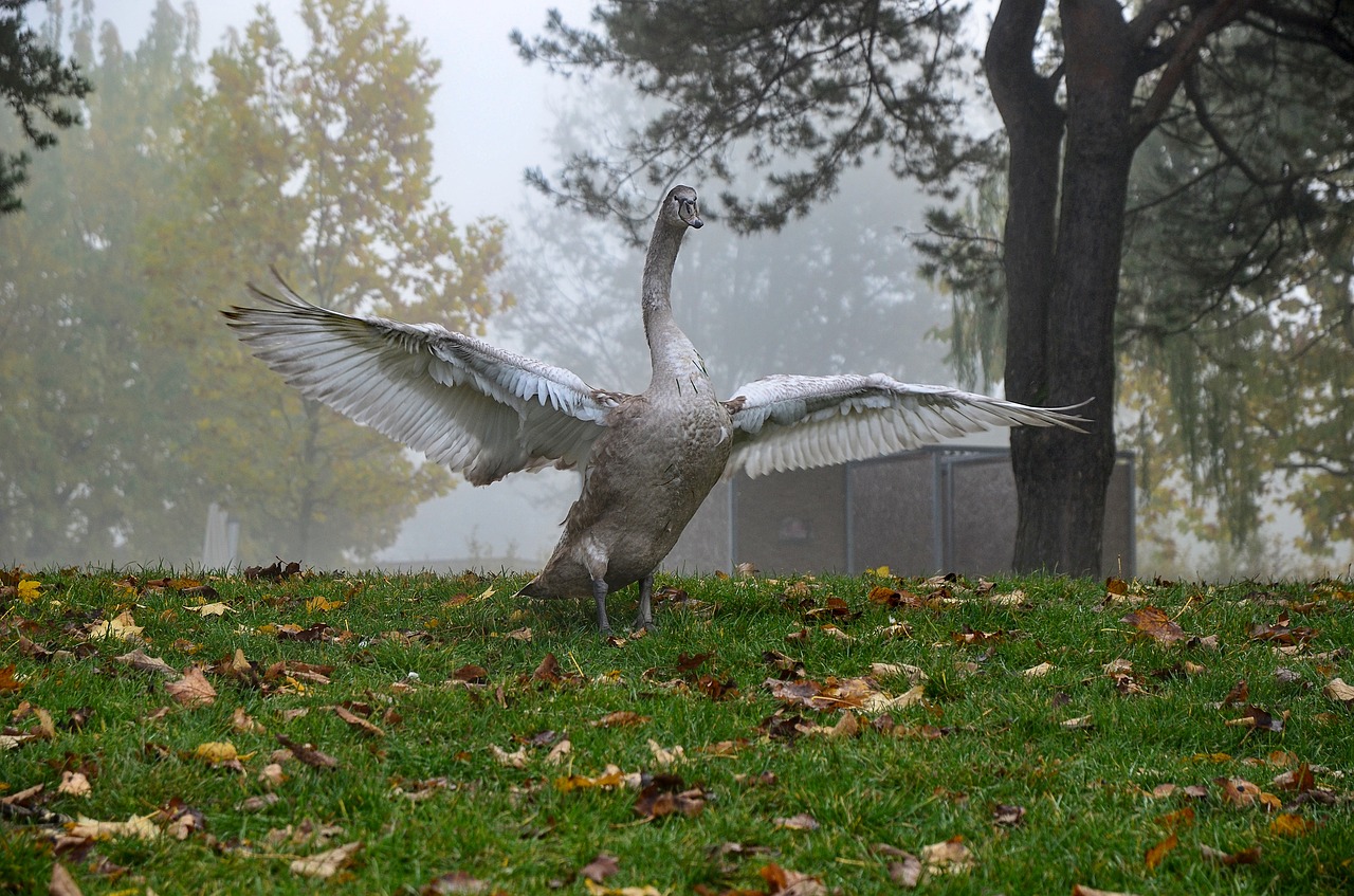 water bird  swan  plumage free photo