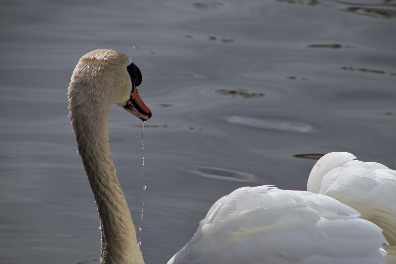 water bird  swan  white free photo