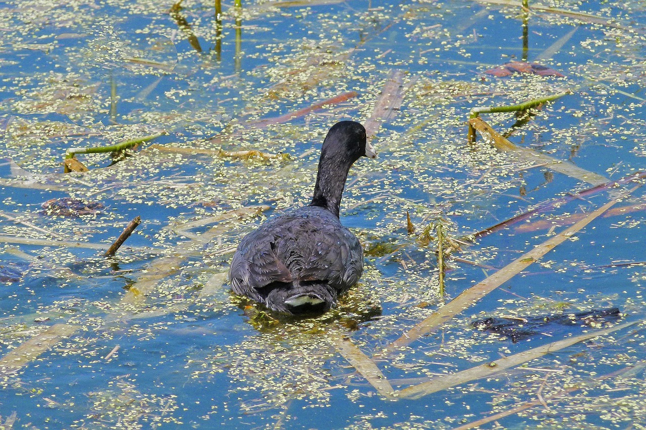 water bird swamp duck free photo