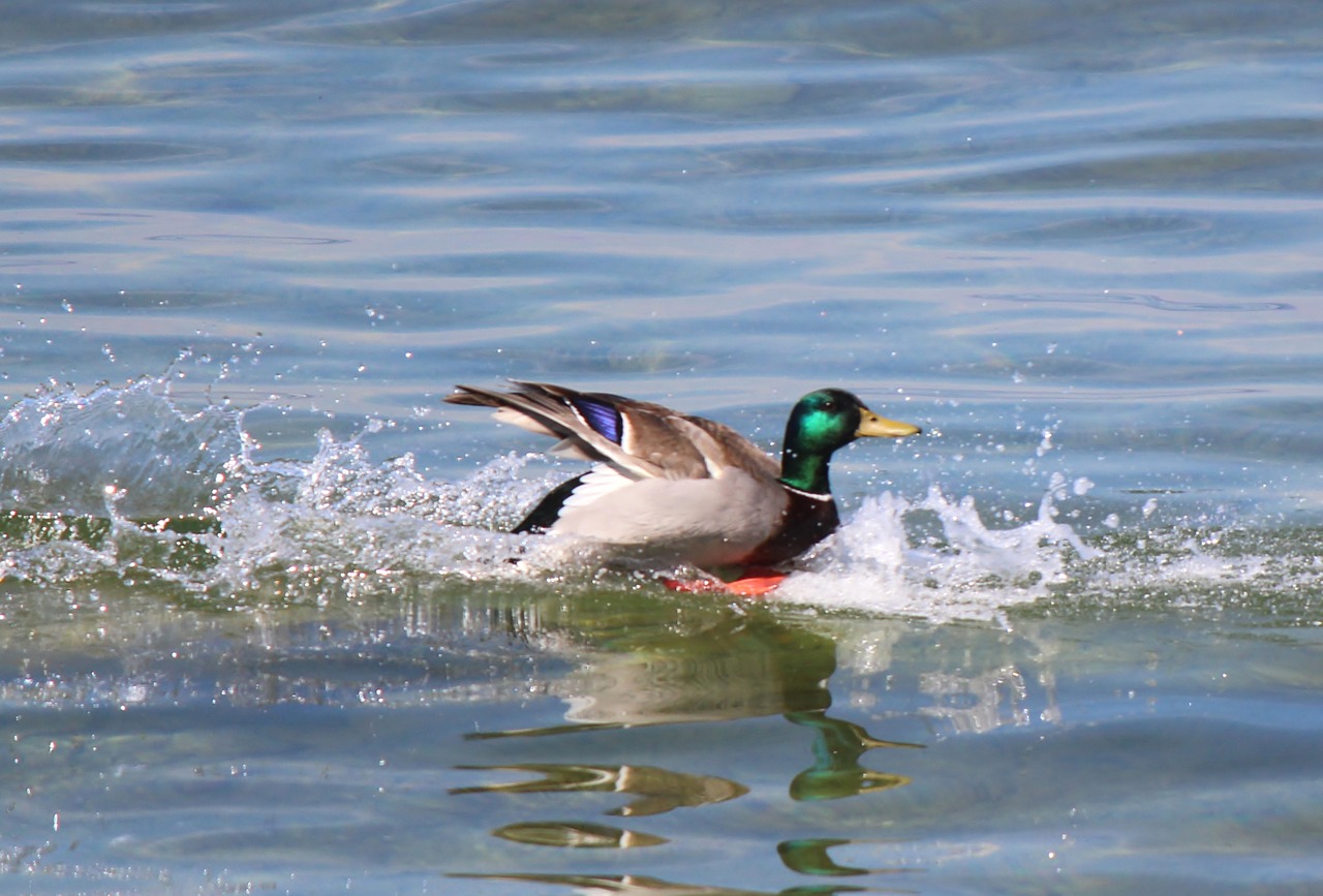 water bird mallard drake free photo