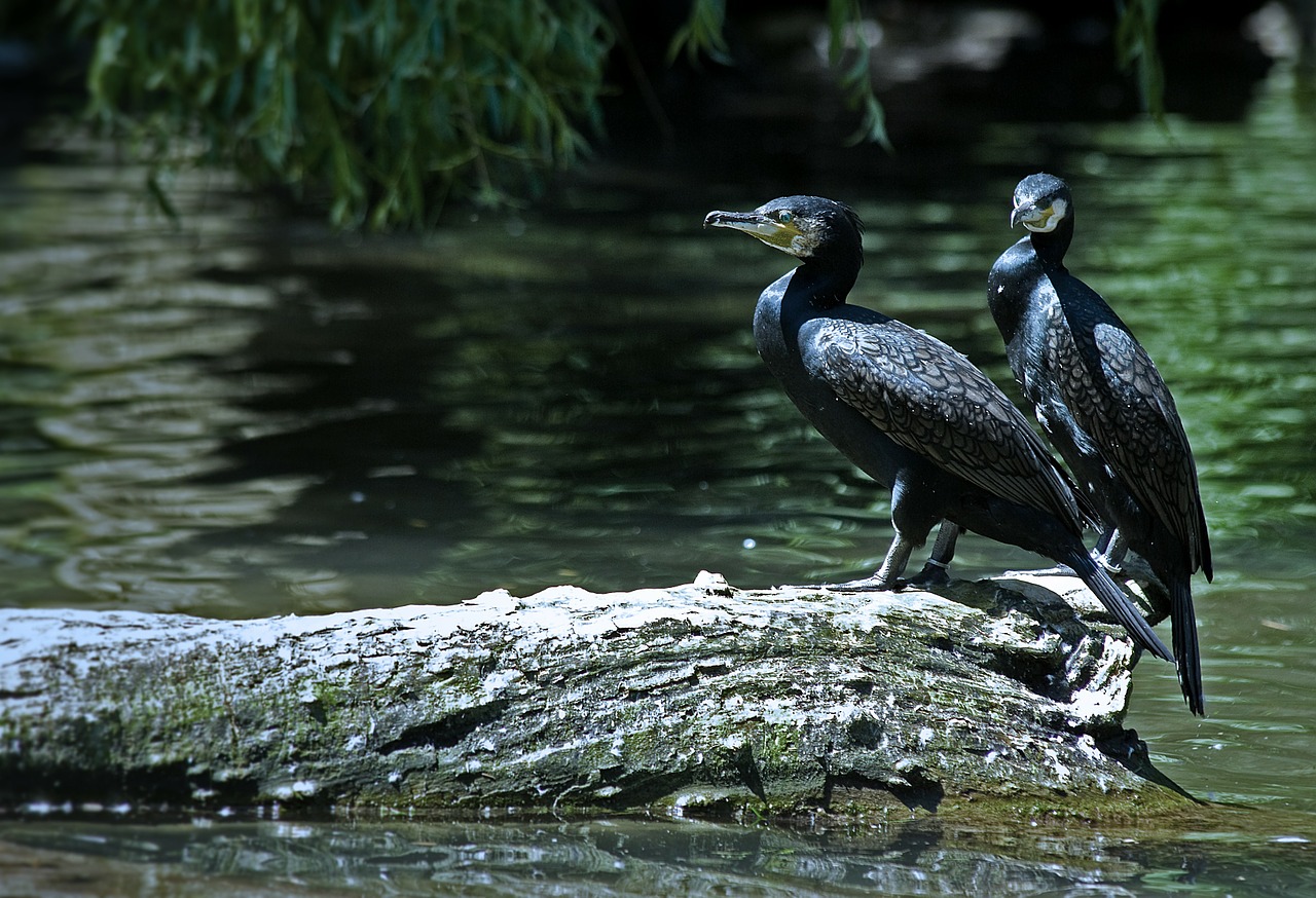 water birds feathered animals free photo